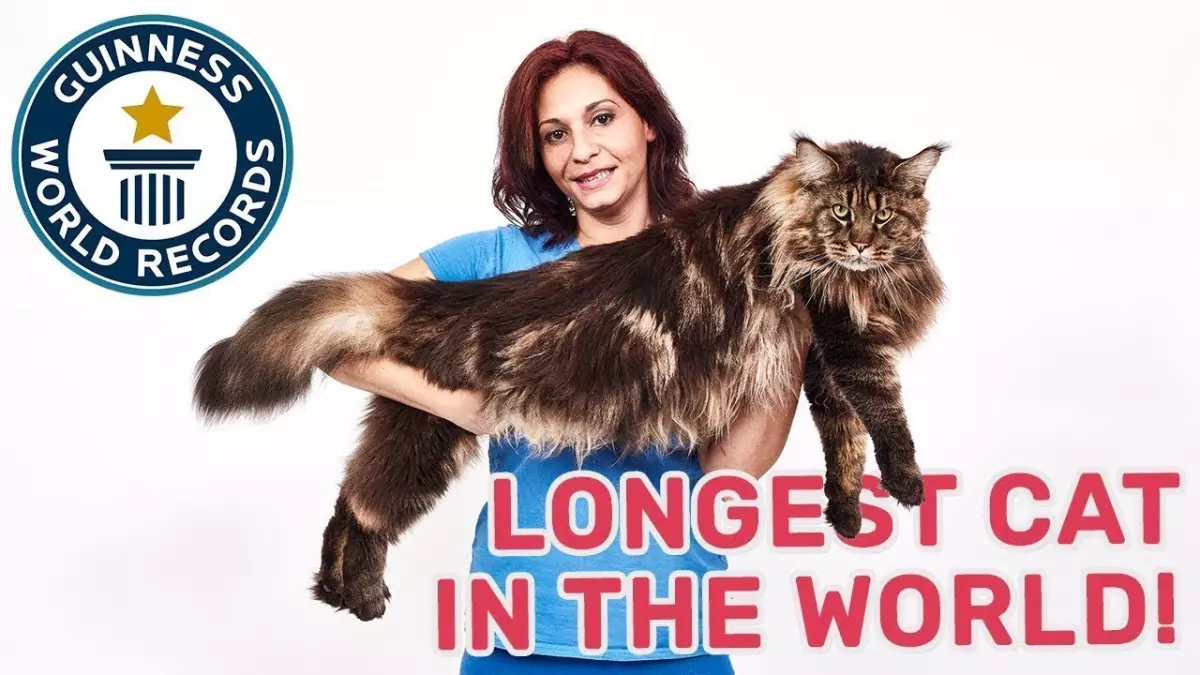Découvrez Barivel, le chat le plus long du monde et laissez-vous émerveiller par sa taille exceptionnelle !