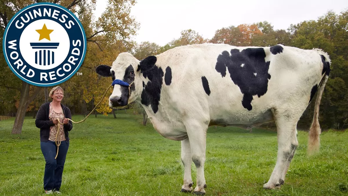 Découvrez Blosom, la vache la plus extraordinaire et la plus émouvante de tous les temps!