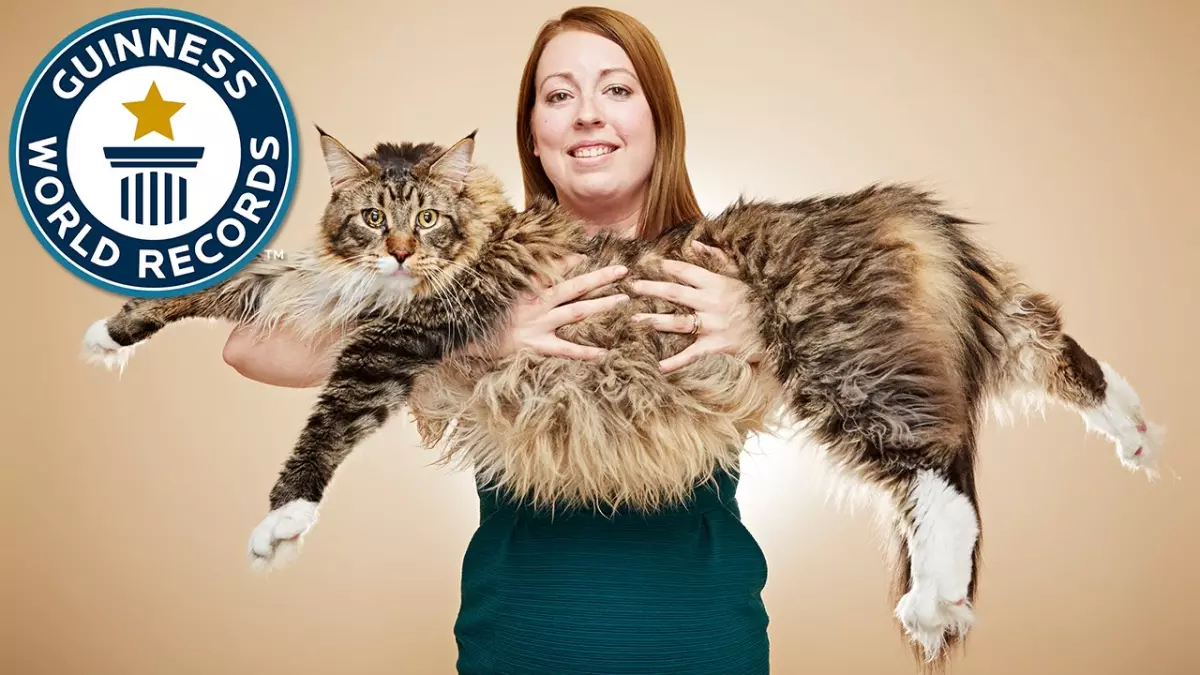 Découvrez l'incroyable chat le plus long du monde !