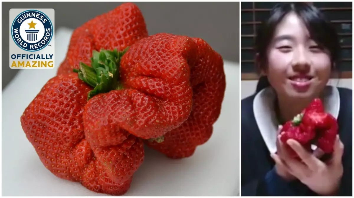 Découvrez la fraise géante qui a battu tous les records du monde