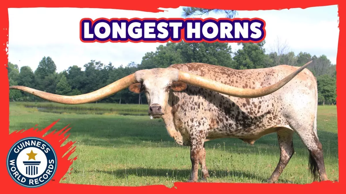 Découvrez Poncho Via, le taureau aux cornes les plus incroyablement longues du monde !