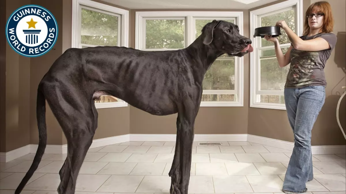 Découvrez Zeus, le chien le plus grand et le plus adorable du monde !
