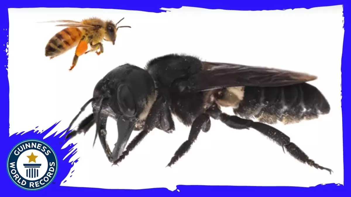 Incroyable découverte : Une Mega Bee, considérée comme éteinte, réapparaît ?