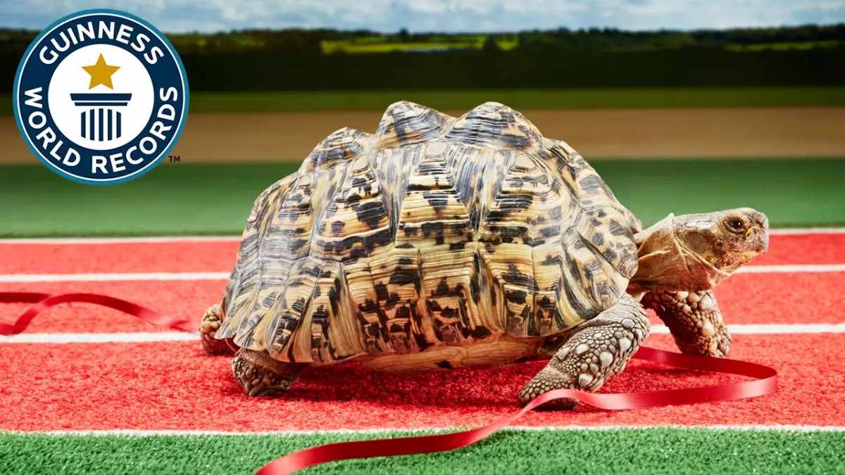 Incroyable ! Découvrez la tortue la plus rapide du monde