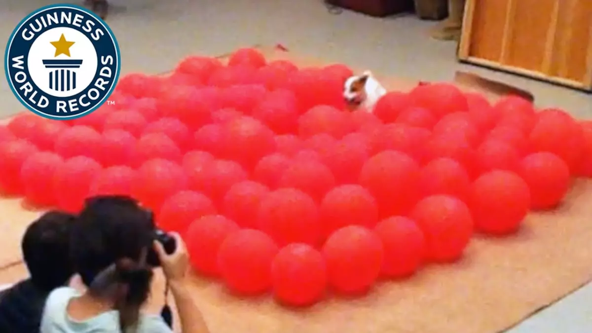Incroyable ! Découvrez le chien le plus rapide pour éclater 100 ballons en moins de 30 secondes