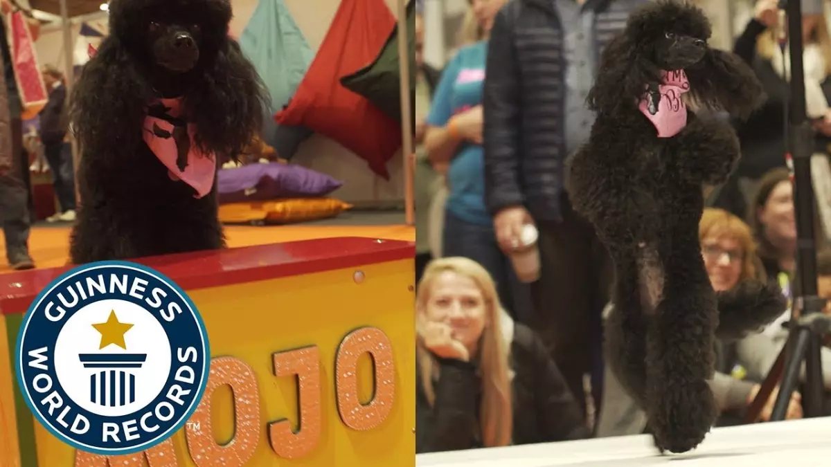 Incroyable exploit de Mojo, le chien danseur de ballet qui bat un record du monde Guinness !