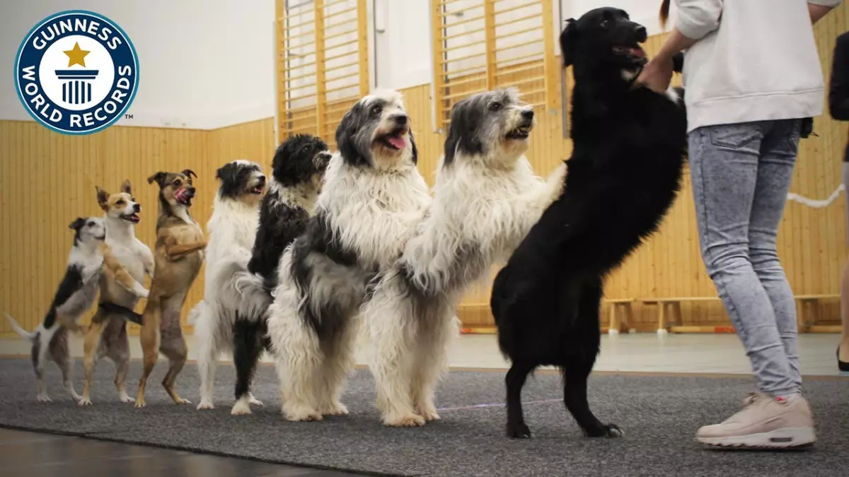 Incroyable ! Le record du plus long cortège de chiens jamais établi - Guinness World Records