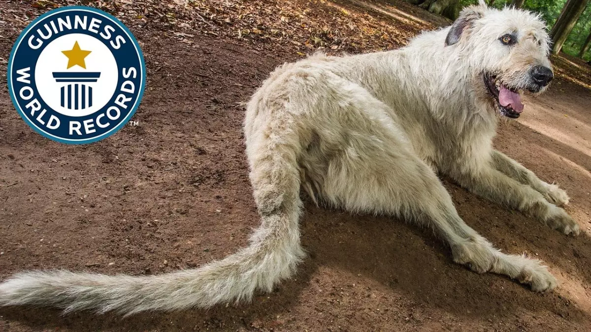 Incroyable record du monde : découvrez le chien avec la plus longue queue jamais enregistrée !