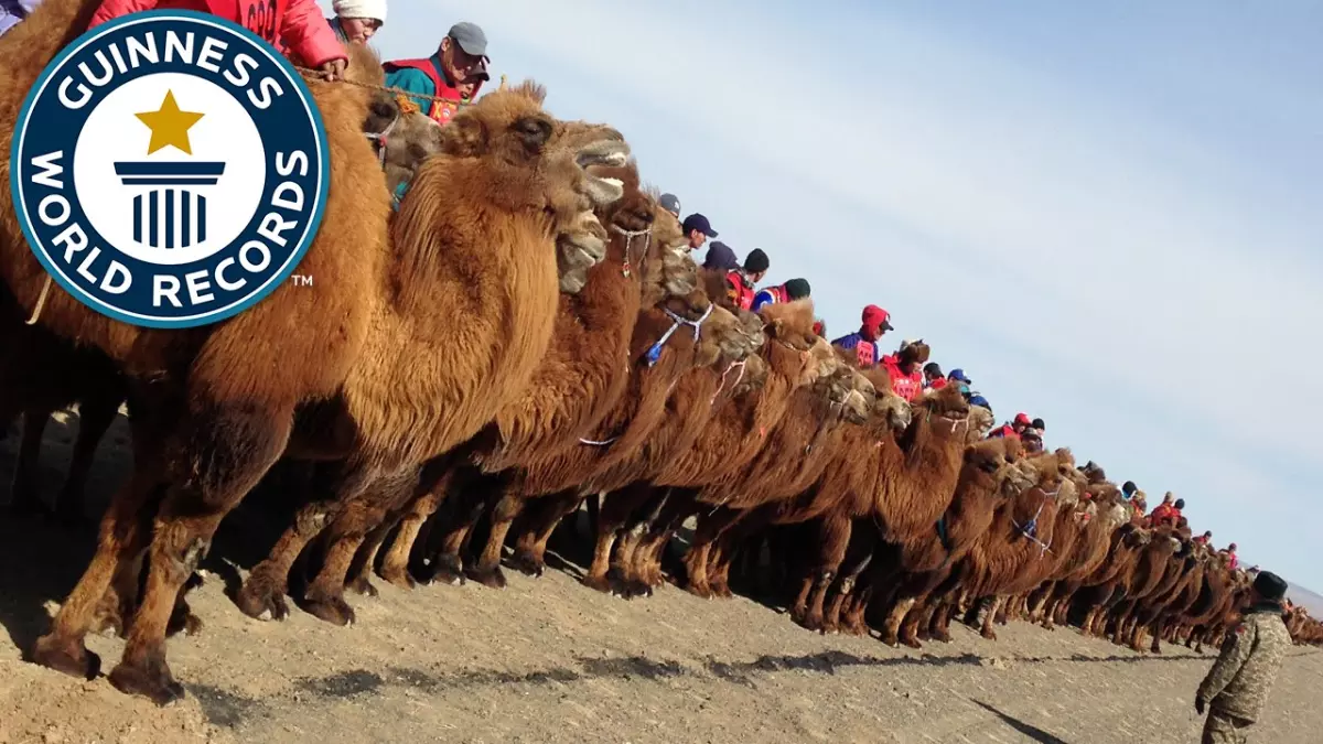 Incroyable record Guinness du Monde pour la plus grande course de chameaux