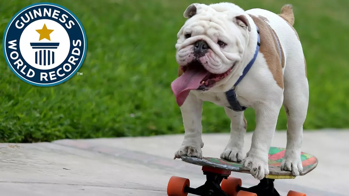 L'exploit incroyable du skateboarding bulldog Otto