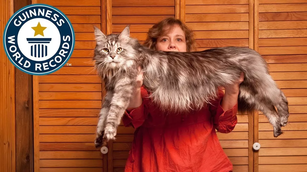 Le chat domestique le plus long du monde : une histoire incroyable qui vous étonnera