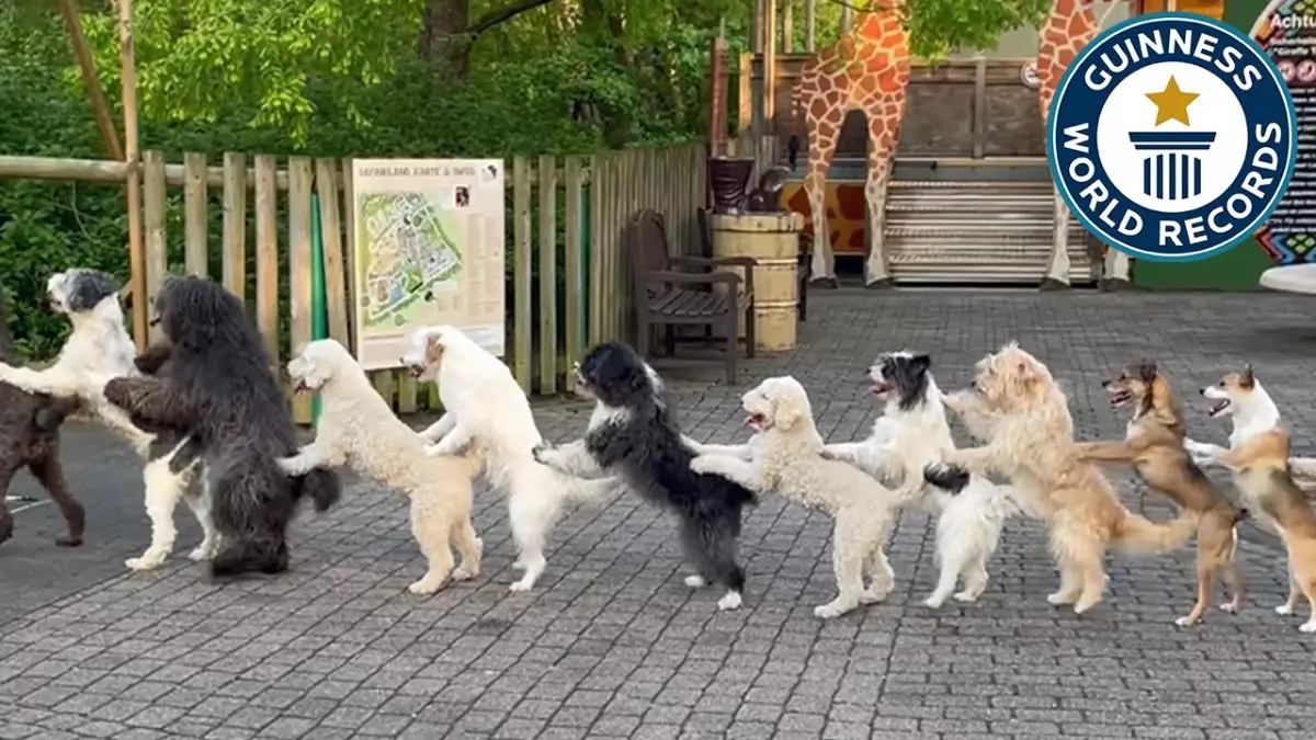 Record de Guinness : Une incroyable ligne de conga avec 14 chiens, un spectacle adorable !