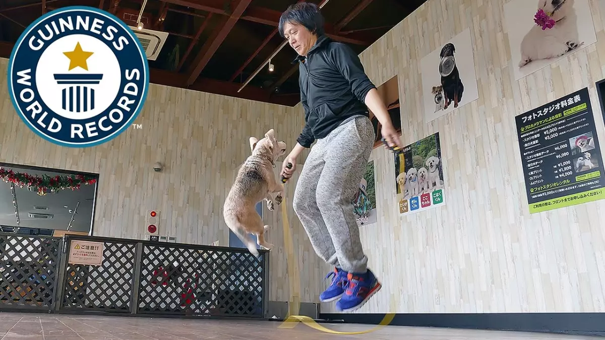 Record du monde Guinness : Le chien prodige qui a époustouflé le monde en réalisant le plus de sauts sur ses pattes arrière en 30 secondes